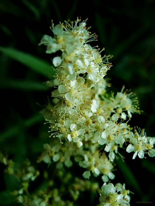 Image of Filipendula ulmaria specimen.