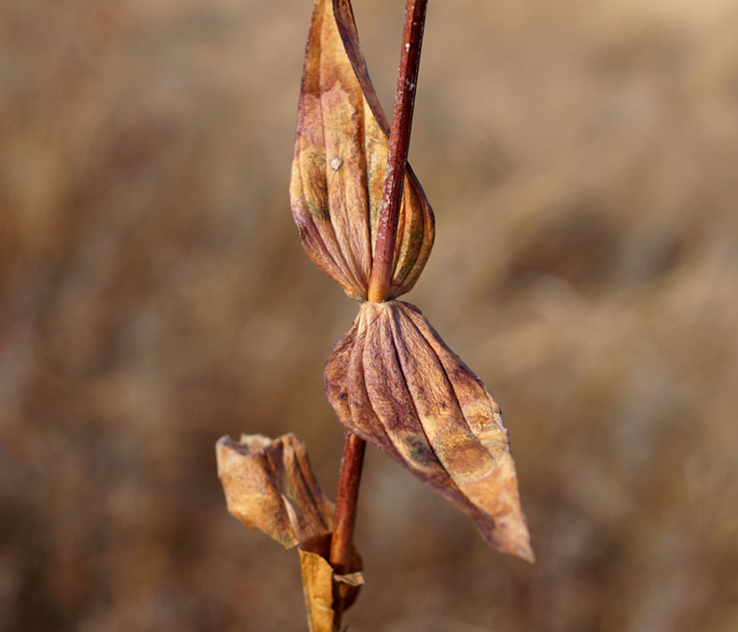 Image of familia Gentianaceae specimen.