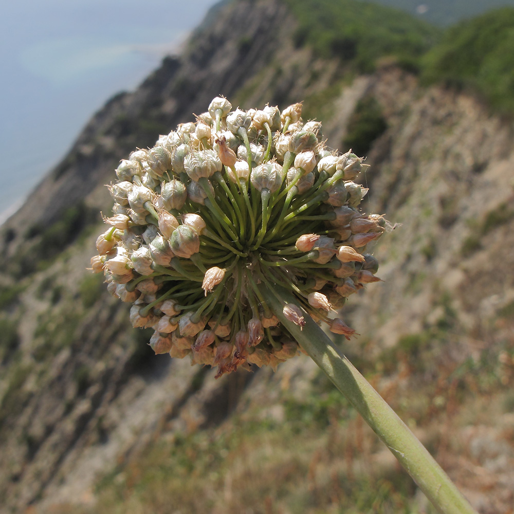 Image of Allium atroviolaceum specimen.