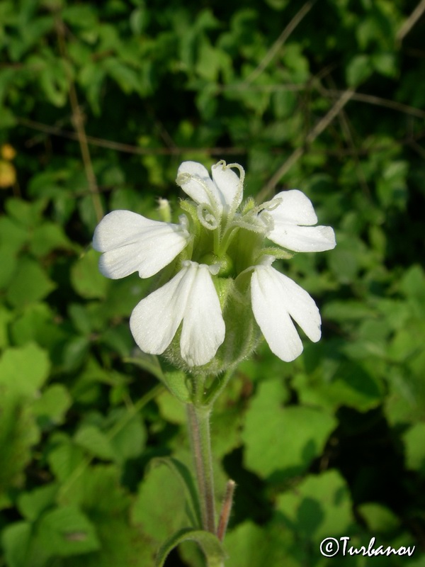 Image of Melandrium latifolium specimen.