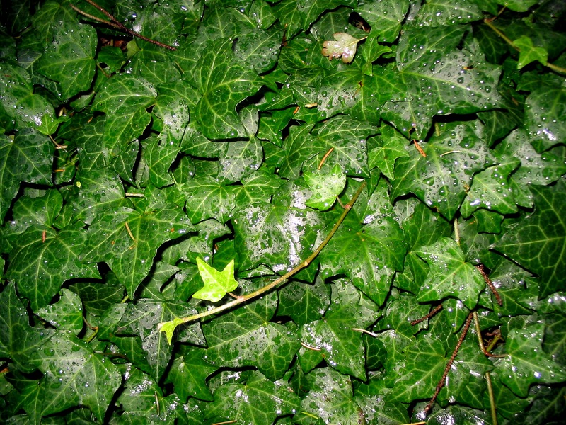 Image of Hedera helix specimen.