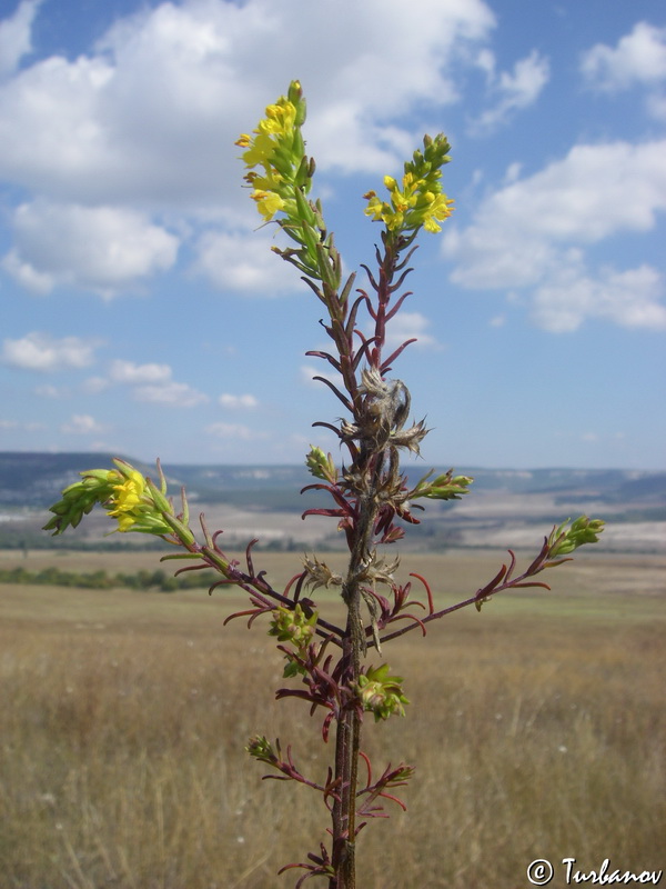 Image of Orthanthella lutea specimen.