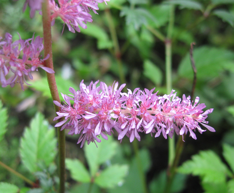 Image of Astilbe &times; arendsii specimen.