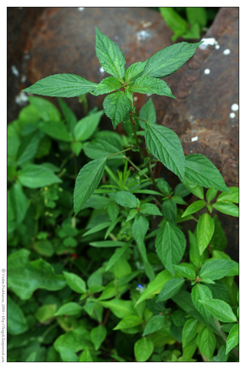 Image of Acalypha australis specimen.