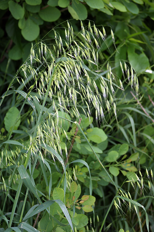 Image of genus Avena specimen.