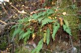 Polypodium vulgare