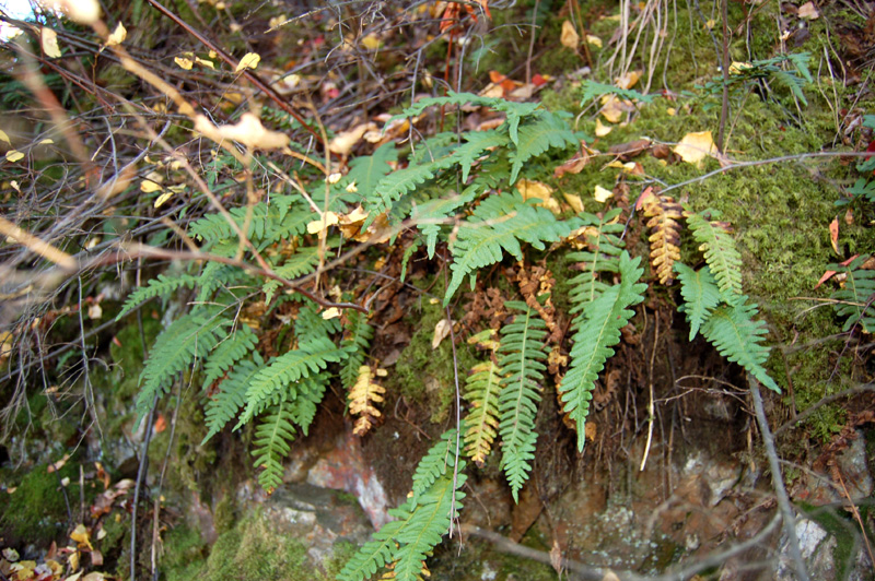 Image of Polypodium vulgare specimen.