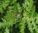 Phacelia tanacetifolia