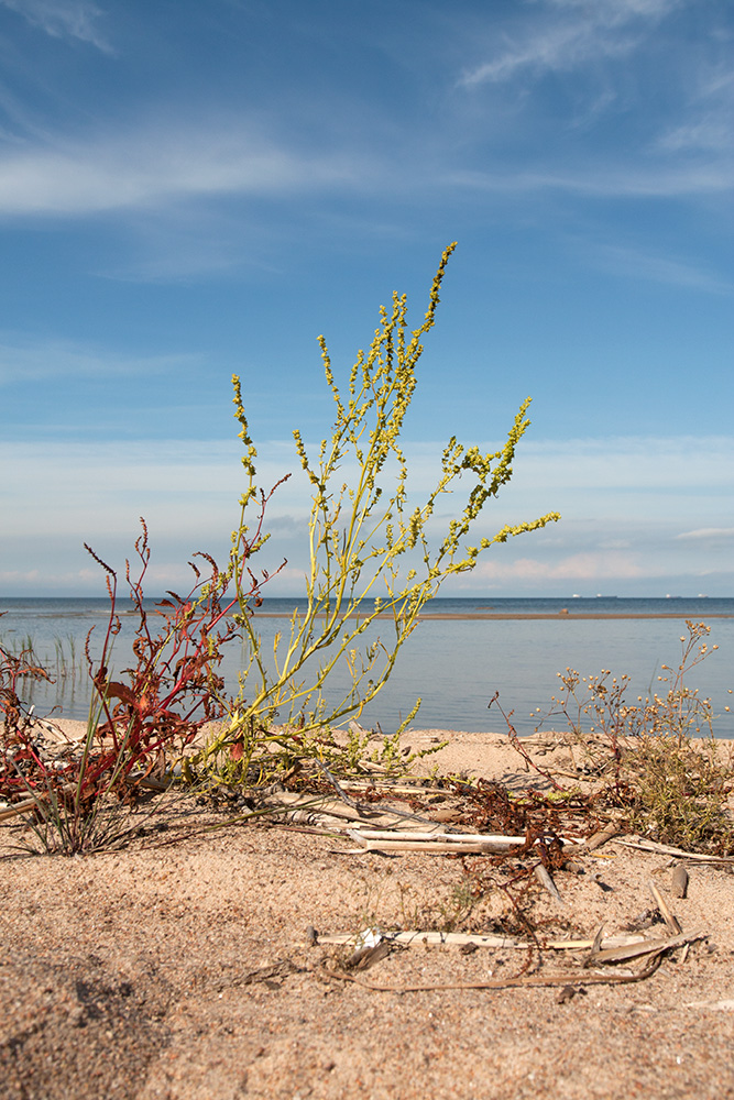 Image of Atriplex littoralis specimen.