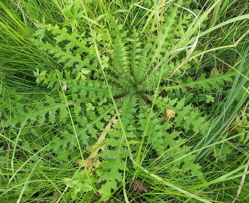 Изображение особи Cirsium palustre.