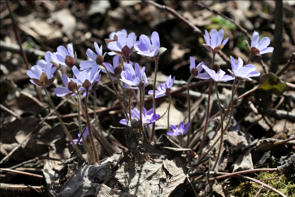 Изображение особи Hepatica nobilis.