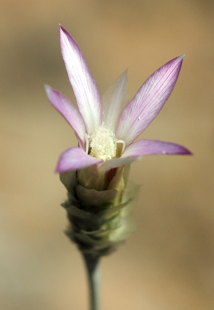 Image of Xeranthemum longepapposum specimen.