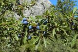 Prunus spinosa. Часть веточки с плодами. Испания, Андалусия, национальный парк Torcal de Antequera. Август 2015 г.