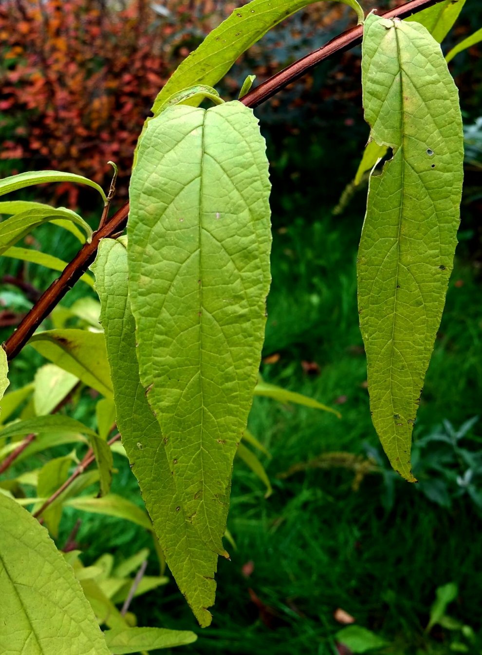 Image of Buddleja lindleyana specimen.