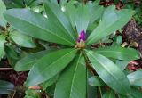 Rhododendron ponticum