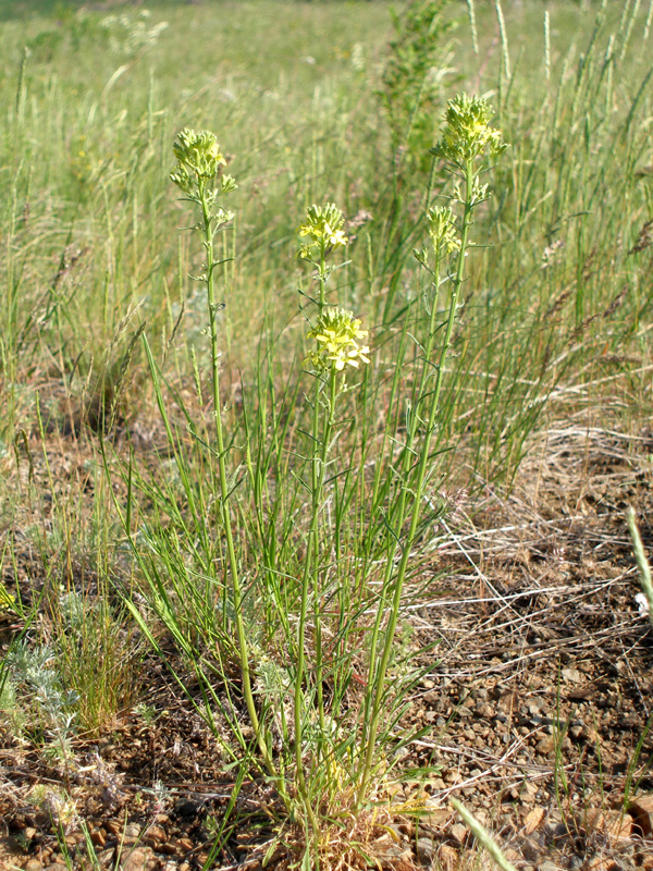 Image of Erysimum canescens specimen.