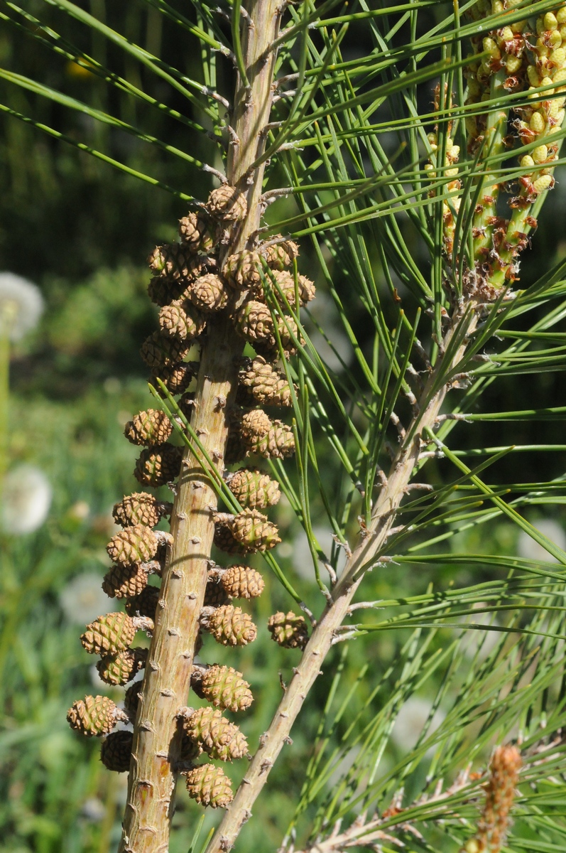 Изображение особи Pinus densiflora.