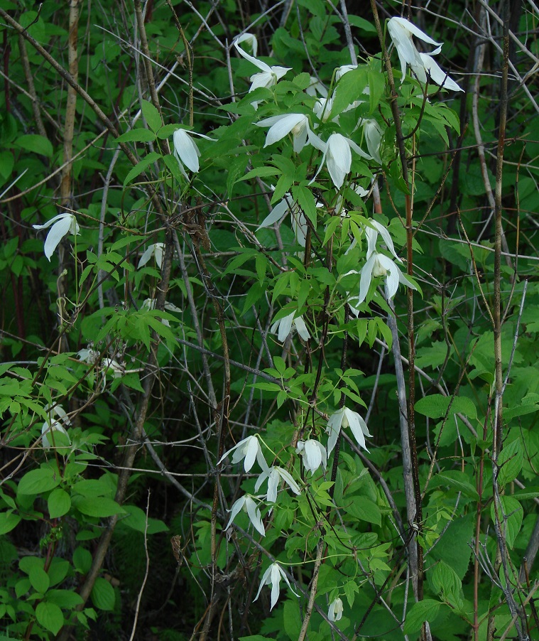 Изображение особи Atragene sibirica.