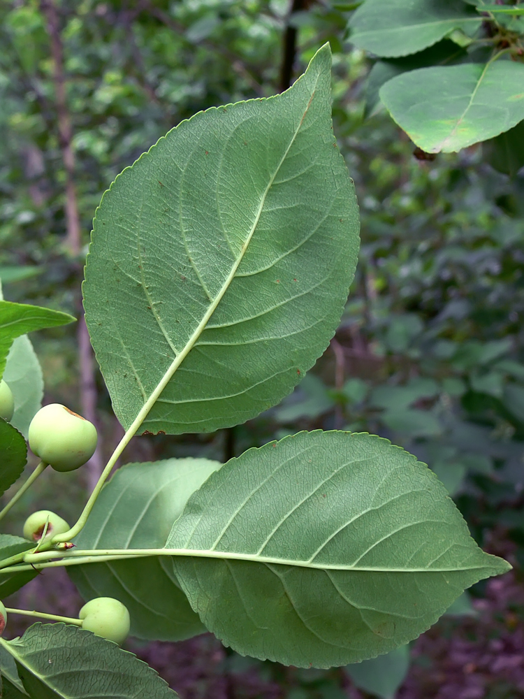 Изображение особи Malus baccata.