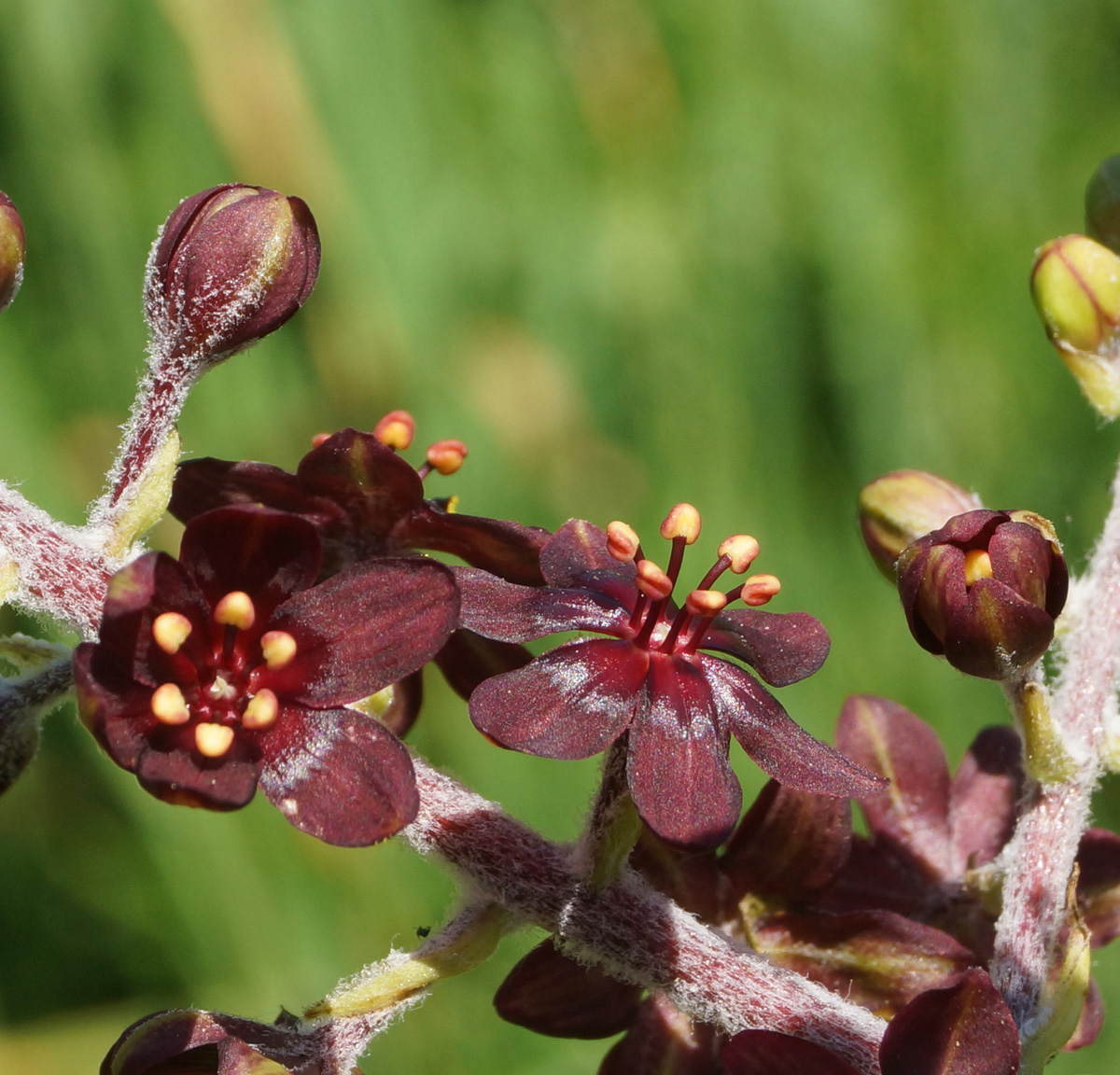 Изображение особи Veratrum nigrum.