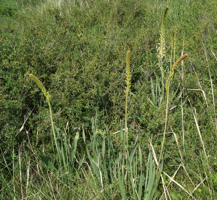 Image of Eremurus altaicus specimen.