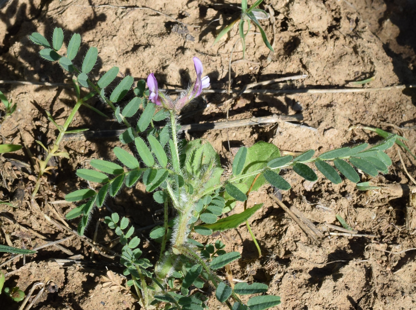 Image of Astragalus camptoceras specimen.