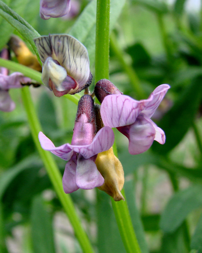 Image of Vicia sepium specimen.