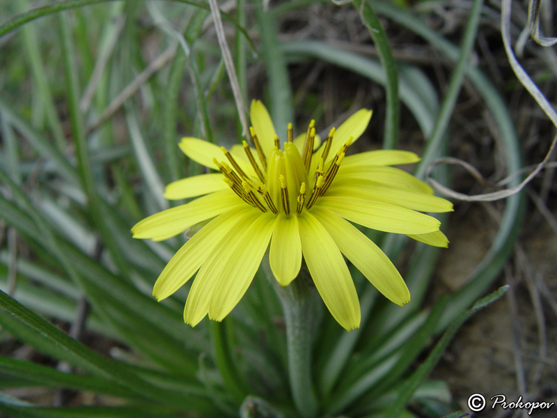 Image of Scorzonera mollis specimen.