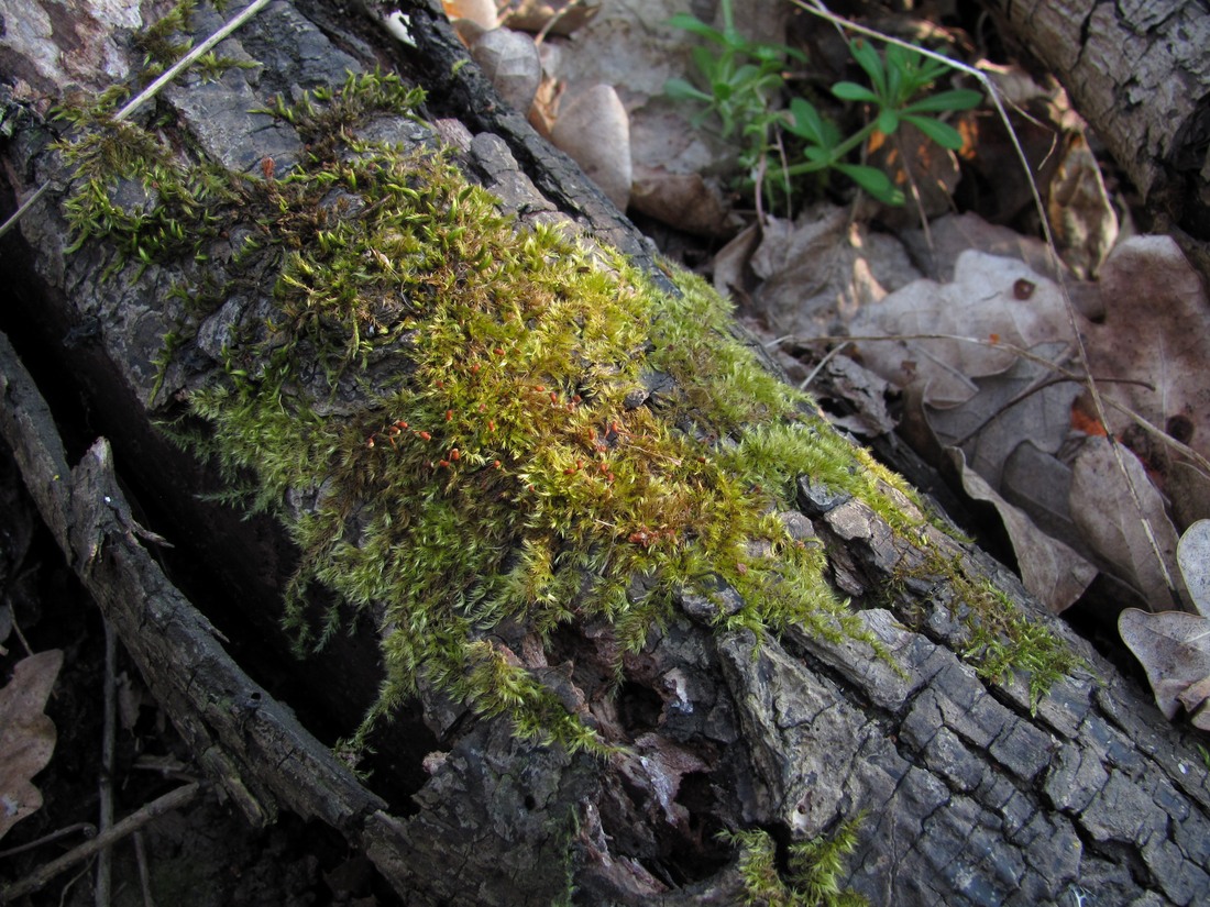 Image of familia Brachytheciaceae specimen.