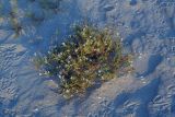Cakile euxina. Цветущее растение. Украина, Запорожская обл., Бердянская коса, зарастающий пляж. Август 2006 г.