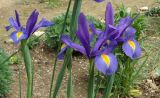 Iris xiphium. Цветки. Крым, Севастополь, в культуре. 25.04.2016.