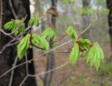 Acer pseudosieboldianum. Ветвь с молодыми раскрывающимися листьями. Владивосток, Академгородок. 4 мая 2016 г.