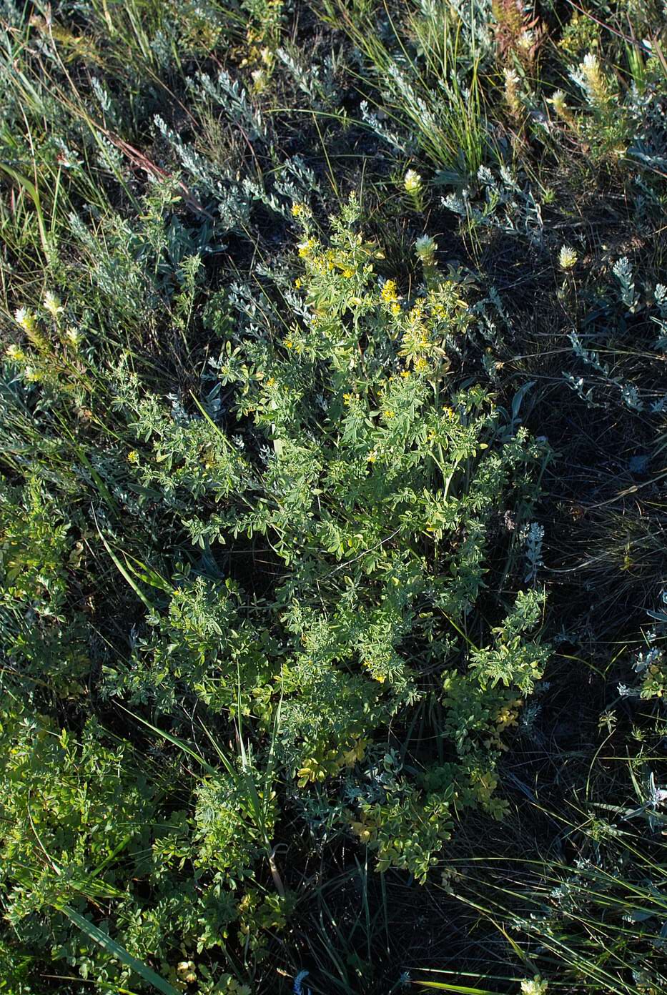 Image of Medicago romanica specimen.