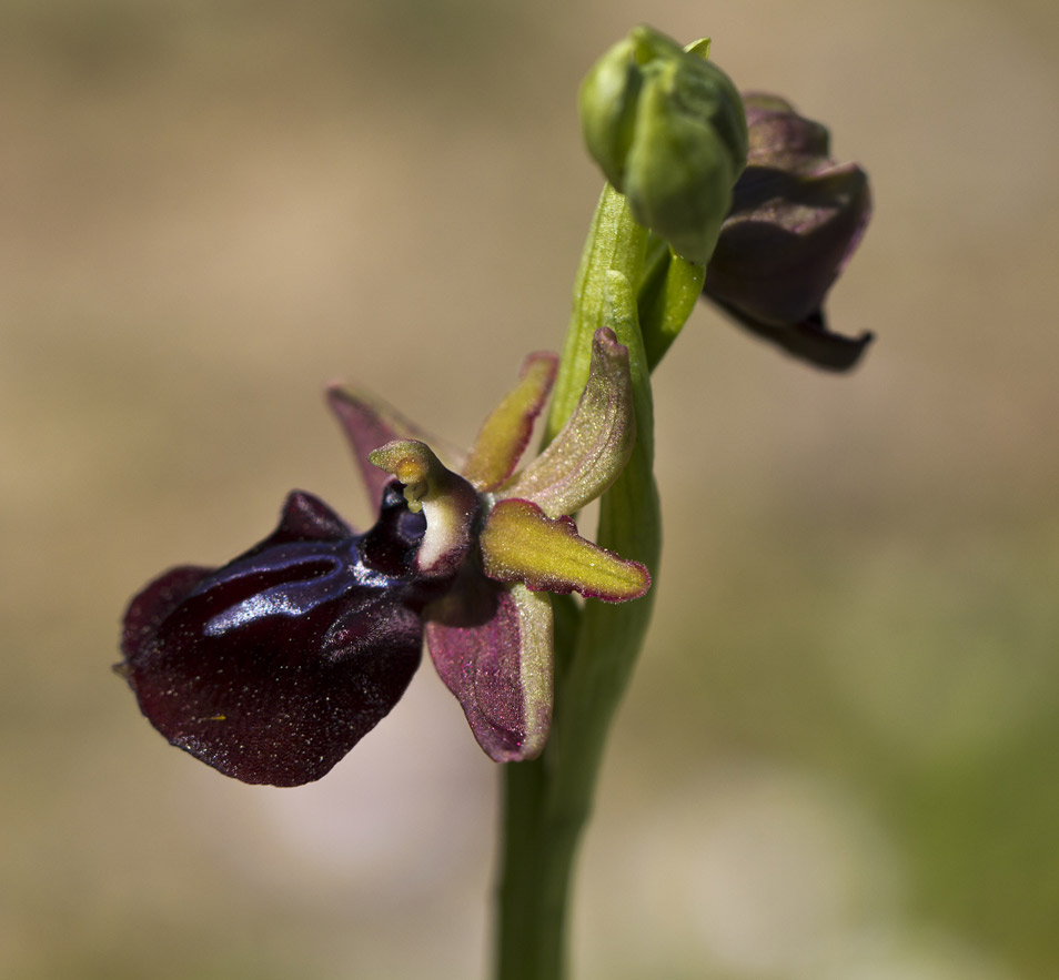 Изображение особи Ophrys mammosa.