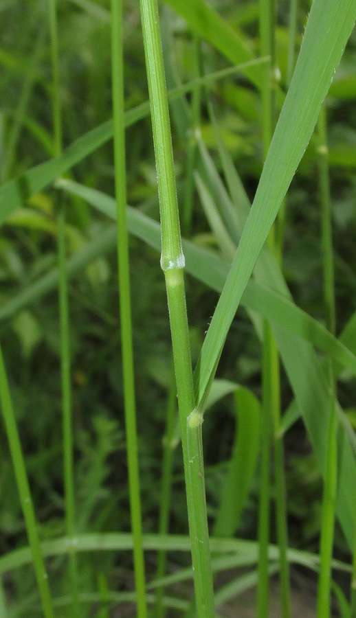 Image of Brachypodium pinnatum specimen.