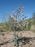 Goniolimon callicomum. Цветущее растение. Казахстан, пустыня в окр. юго-зап. угла оз. Балхаш. 20 мая 2016 г.