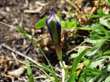 Iris uniflora. Бутон. Приморье, окр. г. Находка, мыс Пассека, на вершине. 08.05.2015.