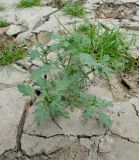 Verbena officinalis