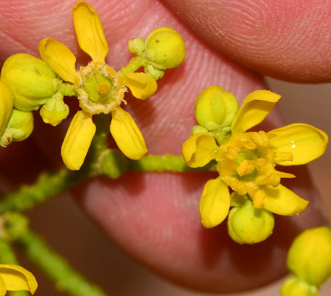 Image of Haplophyllum tuberculatum specimen.