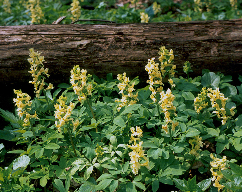 Image of Corydalis marschalliana specimen.