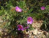 Cistus albidus. Цветущее растение. Испания, гора Монтсеррат. Май 2016 г.