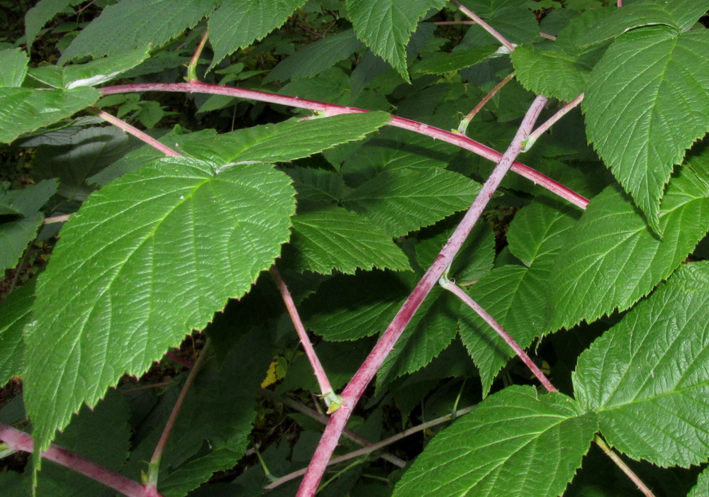 Изображение особи Rubus idaeus.