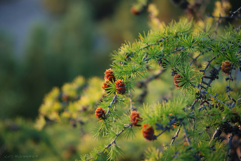 Image of Larix cajanderi specimen.