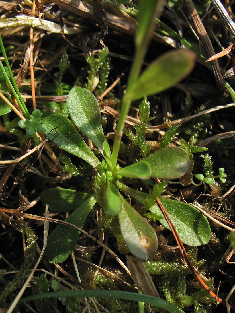 Image of Polygala amarella specimen.