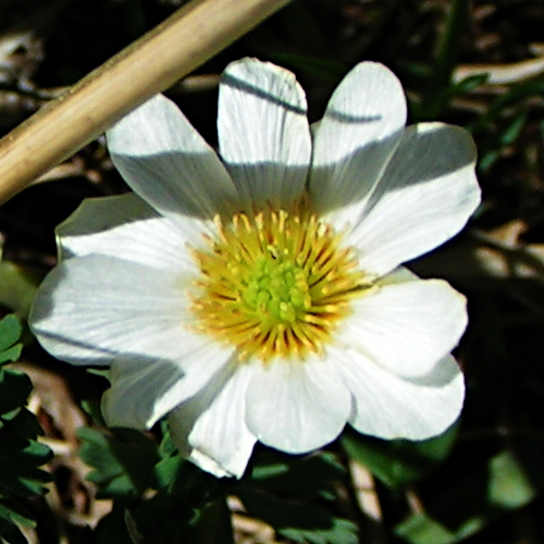 Изображение особи Callianthemum sajanense.