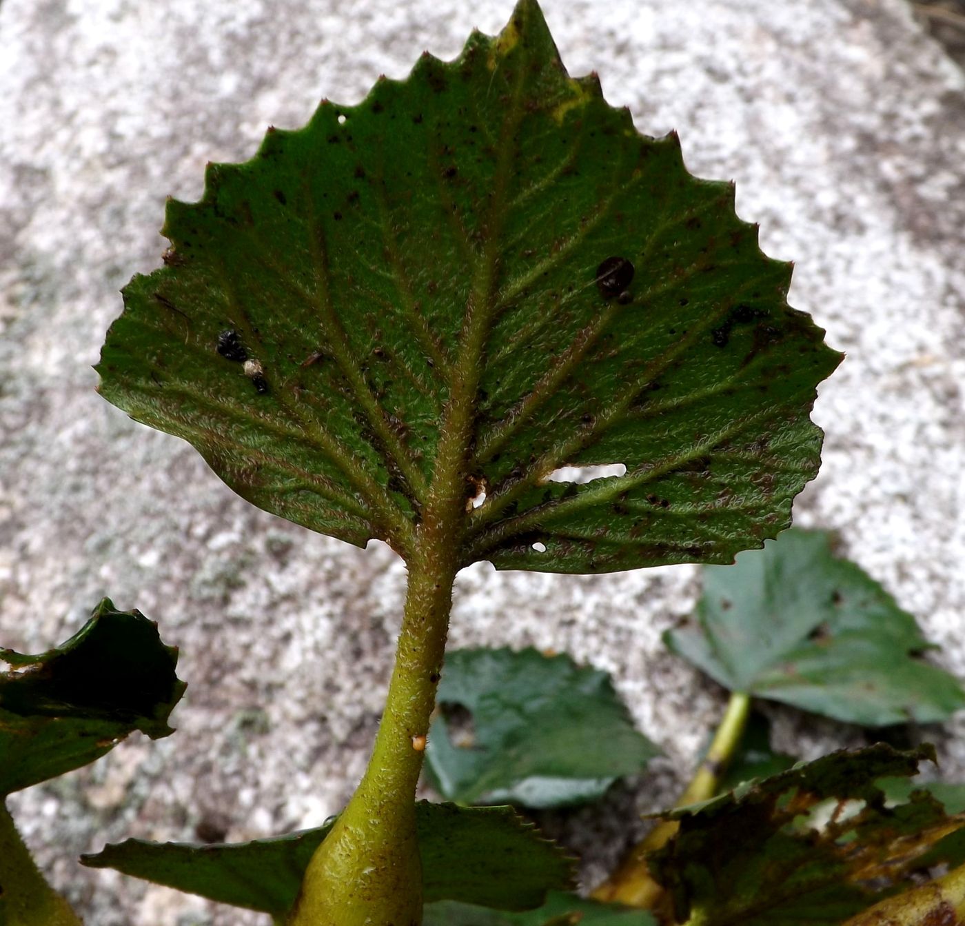 Image of Trapa bicornis specimen.