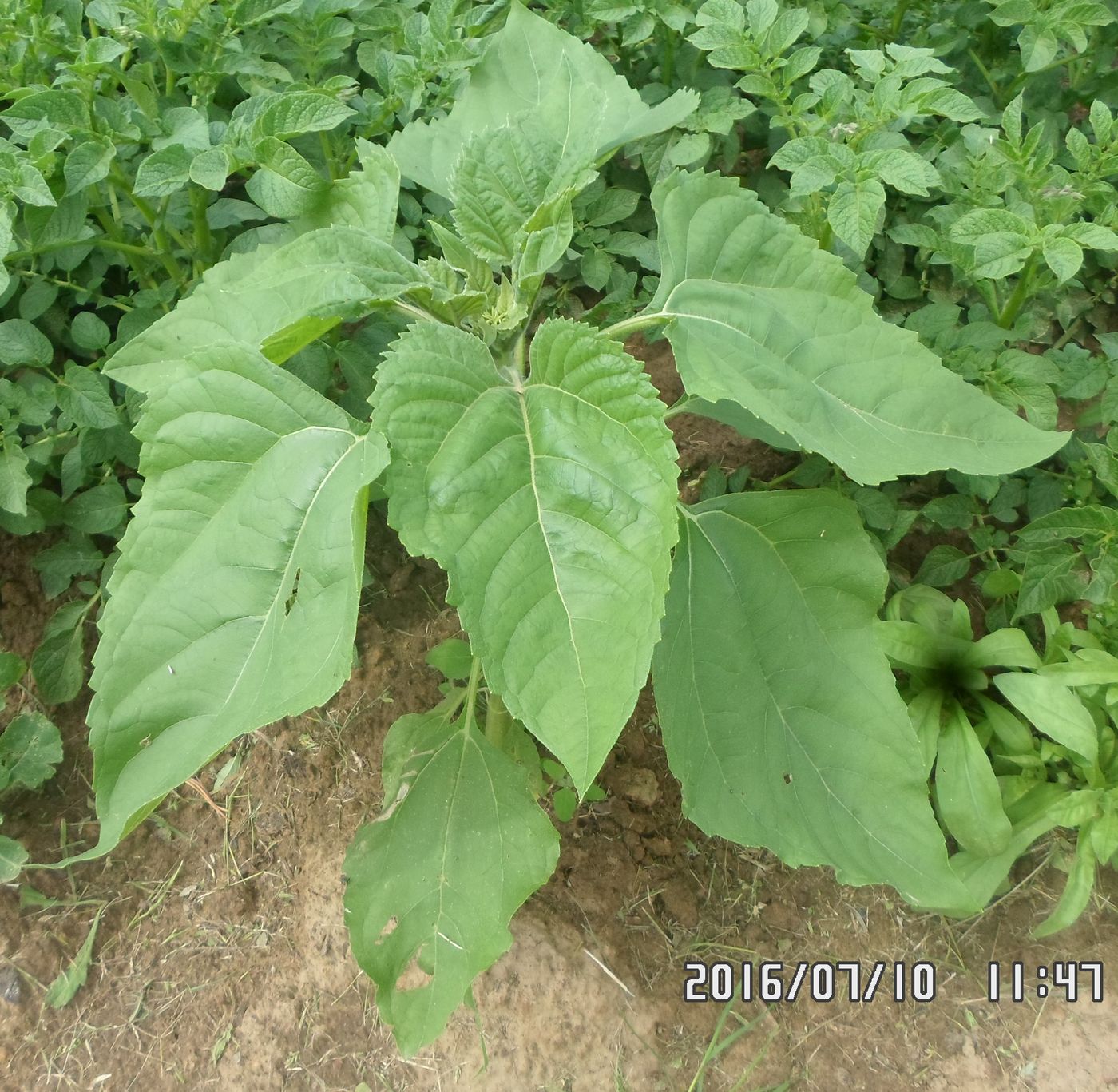 Image of Helianthus annuus specimen.