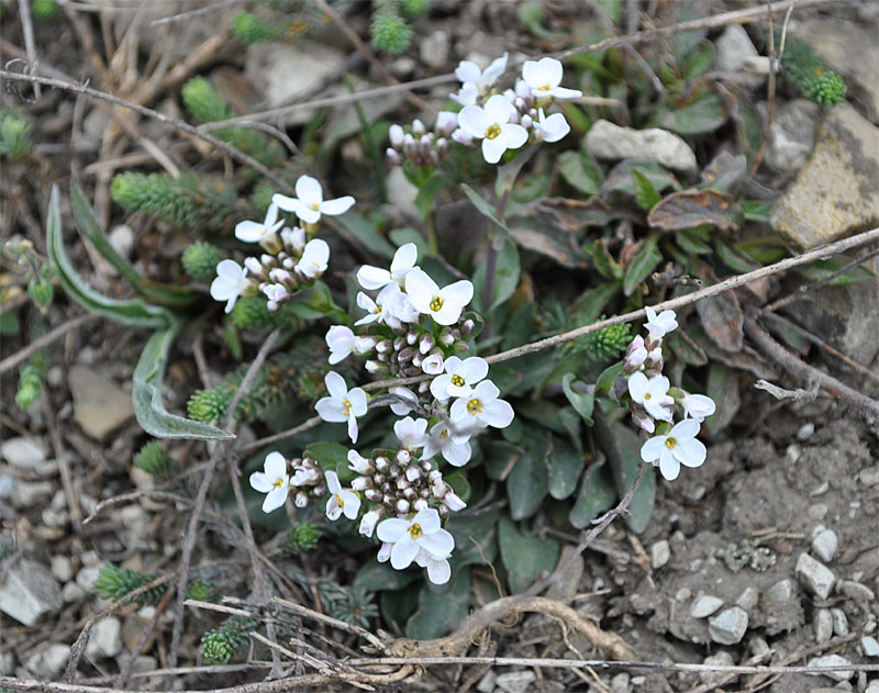 Image of Noccaea macrantha specimen.