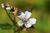 Geranium albiflorum