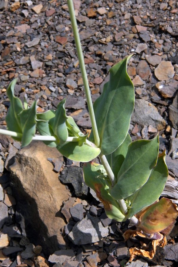 Image of Oberna csereii specimen.